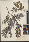 Foto von Salix sibirica Pall.